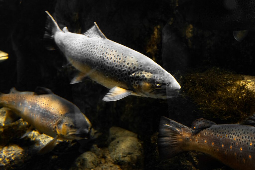 A few brown trout holding in a stream underwater.